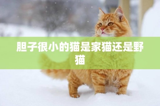 膽子很小的貓是家貓還是野貓
