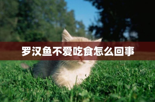 羅漢魚不愛吃食怎么回事