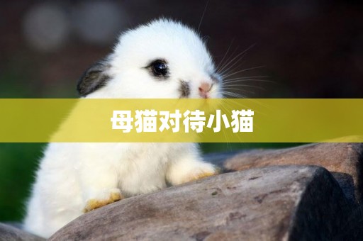 母貓對待小貓