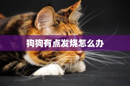 狗狗有點發燒怎么辦