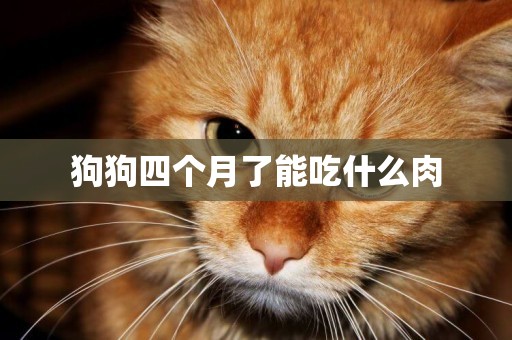 狗狗四個月了能吃什么肉