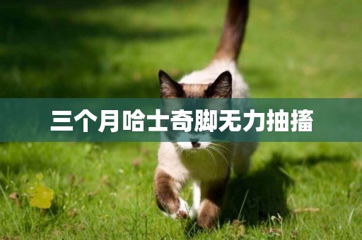 三個月哈士奇腳無力抽搐