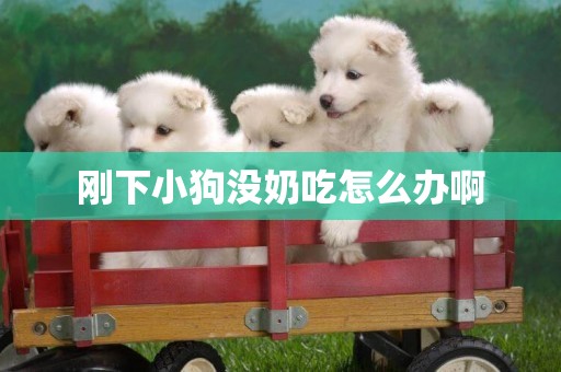 剛下小狗沒奶吃怎么辦啊