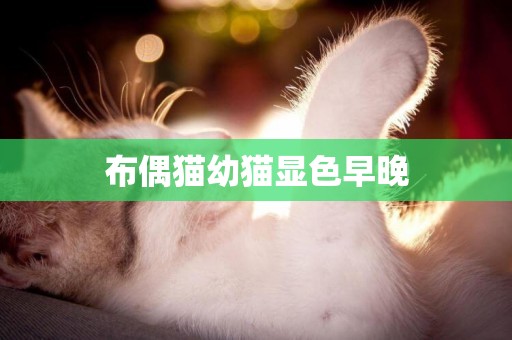 布偶貓幼貓顯色早晚