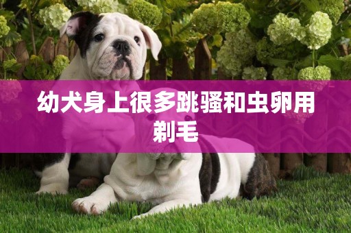 幼犬身上很多跳騷和蟲卵用剃毛