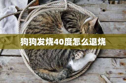 狗狗發燒40度怎么退燒