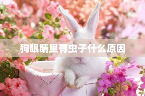 狗眼睛里有蟲子什么原因