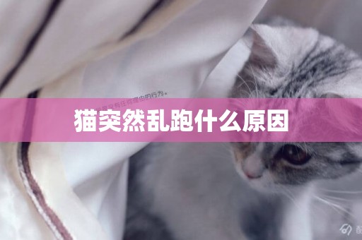 貓突然亂跑什么原因