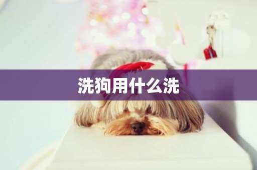 洗狗用什么洗
