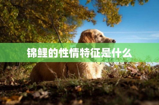 錦鯉的性情特征是什么