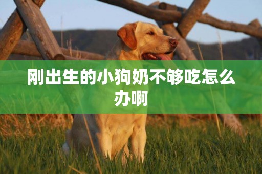 剛出生的小狗奶不夠吃怎么辦啊
