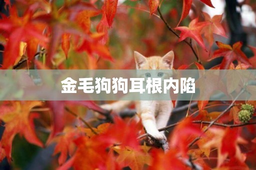 金毛狗狗耳根內陷