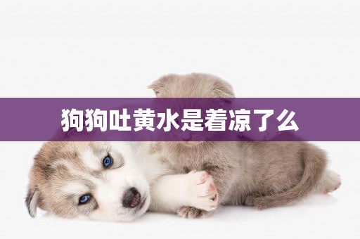 狗狗吐黃水是著涼了么