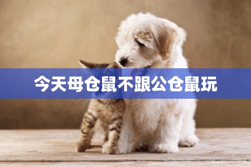 今天母倉鼠不跟公倉鼠玩