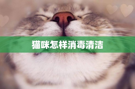 貓咪怎樣消毒清潔