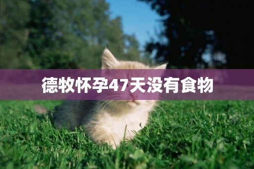 德牧懷孕47天沒有食物