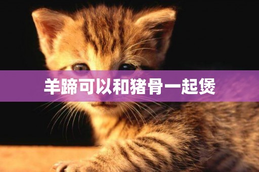 羊蹄可以和豬骨一起煲