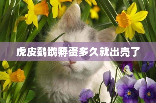 虎皮鸚鵡孵蛋多久就出殼了