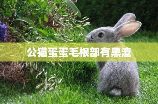 公貓蛋蛋毛根部有黑渣
