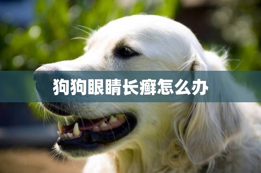 狗狗眼睛長癬怎么辦