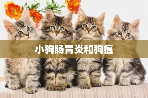 小狗腸胃炎和狗瘟