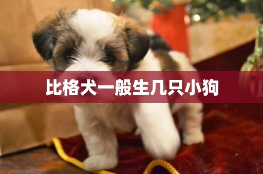 比格犬一般生幾只小狗