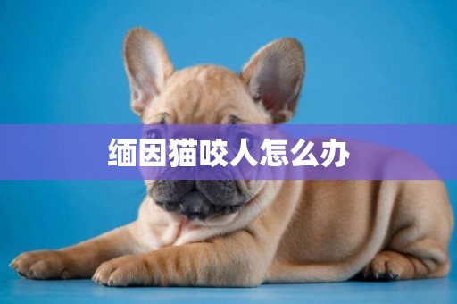 緬因貓咬人怎么辦