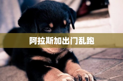 阿拉斯加出門亂跑