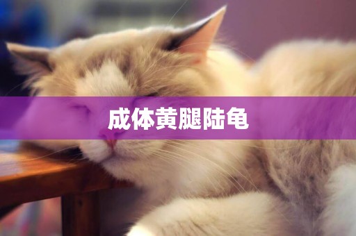 成體黃腿陸龜