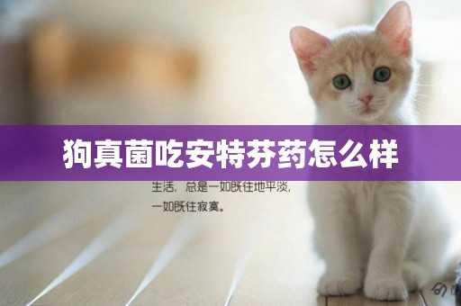 狗真菌吃安特芬藥怎么樣