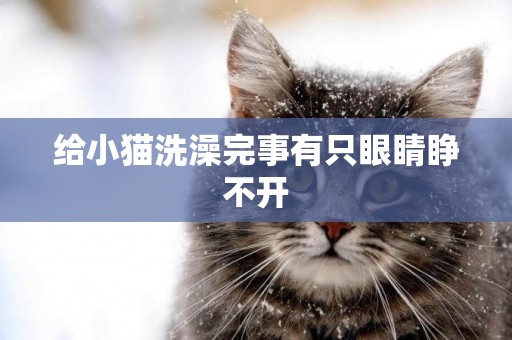 給小貓洗澡完事有只眼睛睜不開