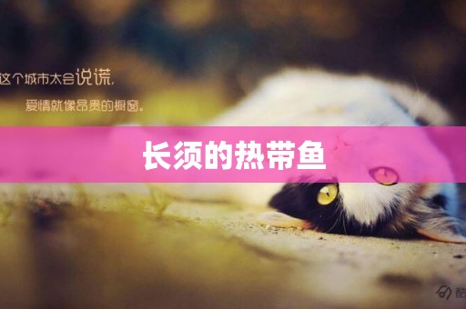 長須的熱帶魚