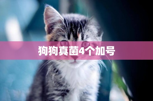 狗狗真菌4個加號