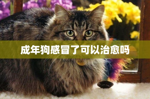 成年狗感冒了可以治愈嗎