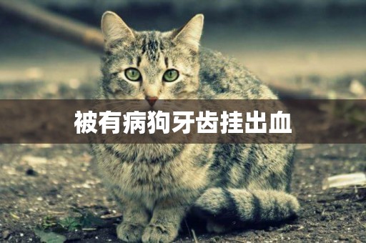 被有病狗牙齒掛出血
