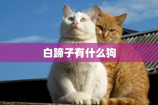 白蹄子有什么狗