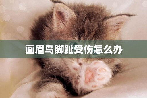 畫眉鳥腳趾受傷怎么辦