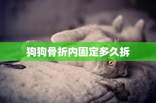狗狗骨折內固定多久拆