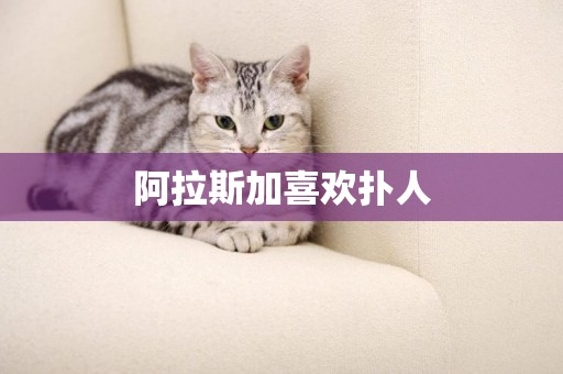 阿拉斯加喜歡撲人