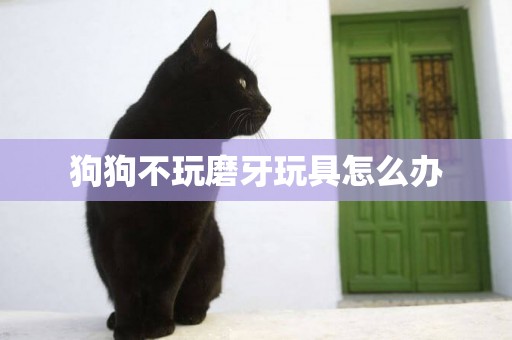狗狗不玩磨牙玩具怎么辦