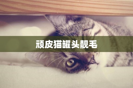 頑皮貓罐頭靚毛