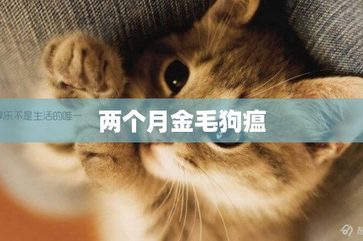 兩個月金毛狗瘟