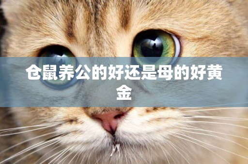 倉鼠養公的好還是母的好黃金