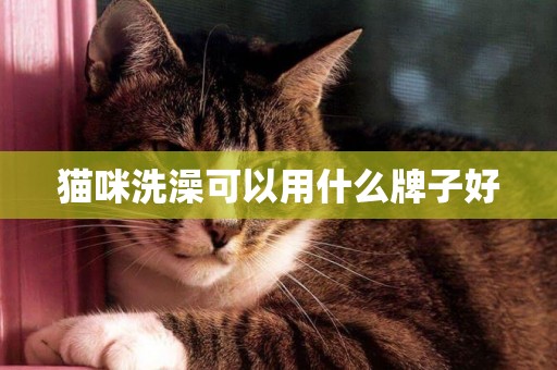 貓咪洗澡可以用什么牌子好