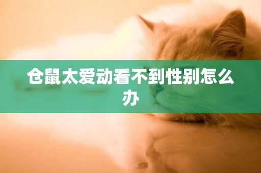 倉鼠太愛動看不到性別怎么辦