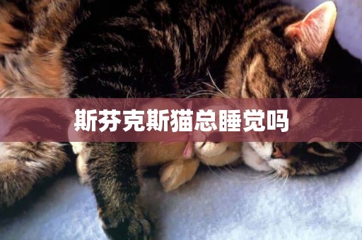 斯芬克斯貓總睡覺嗎