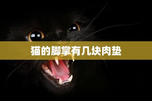 貓的腳掌有幾塊肉墊