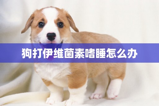 狗打伊維菌素嗜睡怎么辦