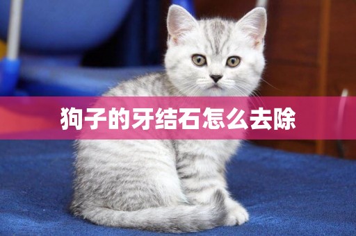 狗子的牙結石怎么去除
