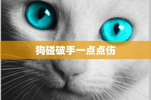 狗碰破手一點點傷